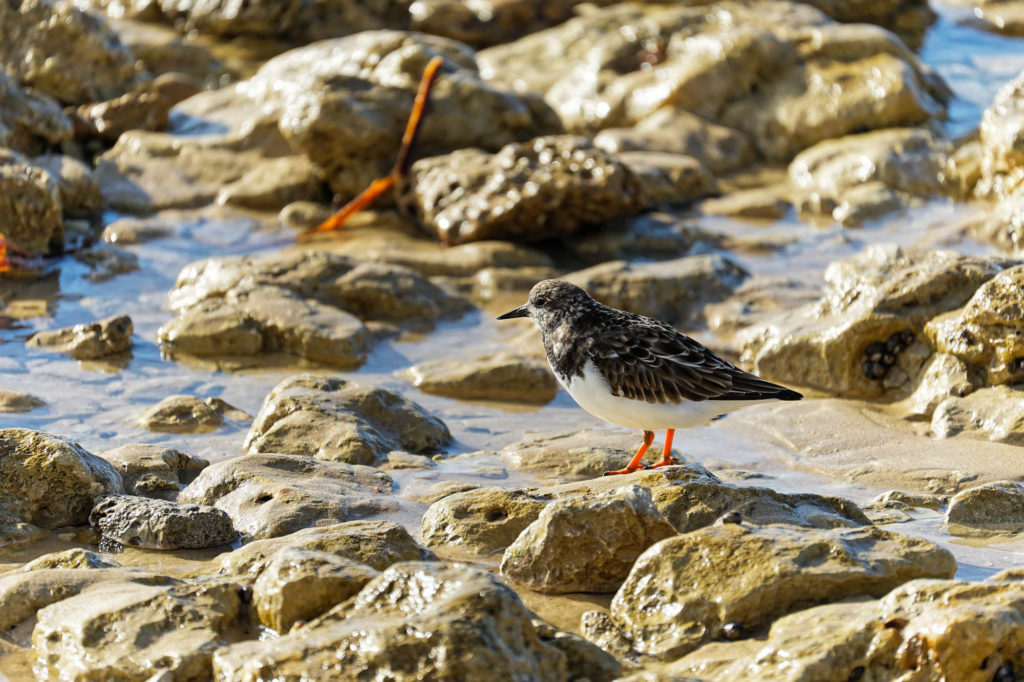Tournepierre à collier / Plage des Huttes